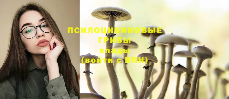 Псилоцибиновые грибы Psilocybe Белово